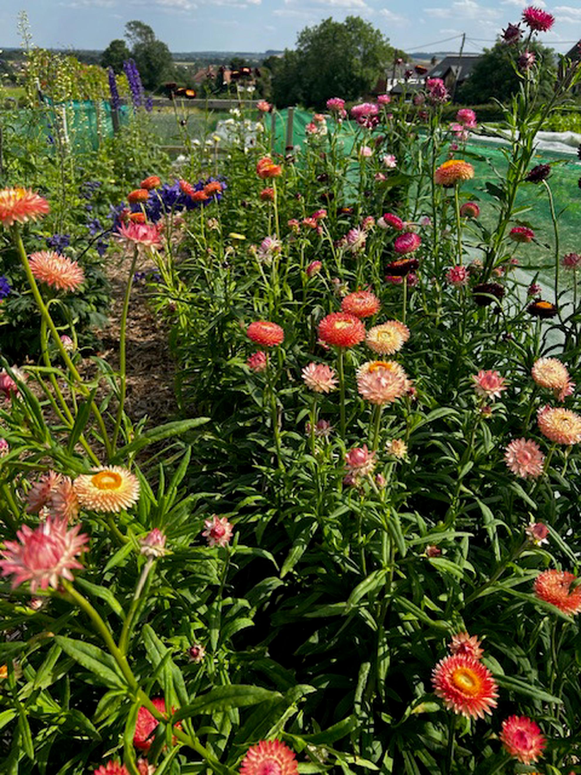 Seasonal Flower Bunch 2